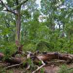 Letea forest