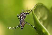 220px-Aedes_aegypti