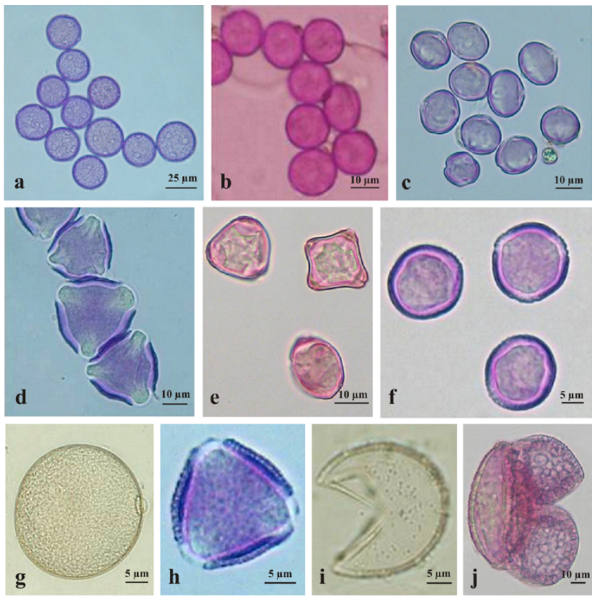 Pollen_grains_observed_in_aeroplankton_of_South_Europe